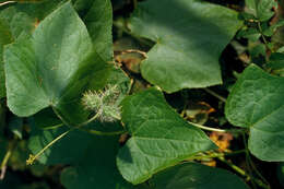 Image of oneseed bur cucumber