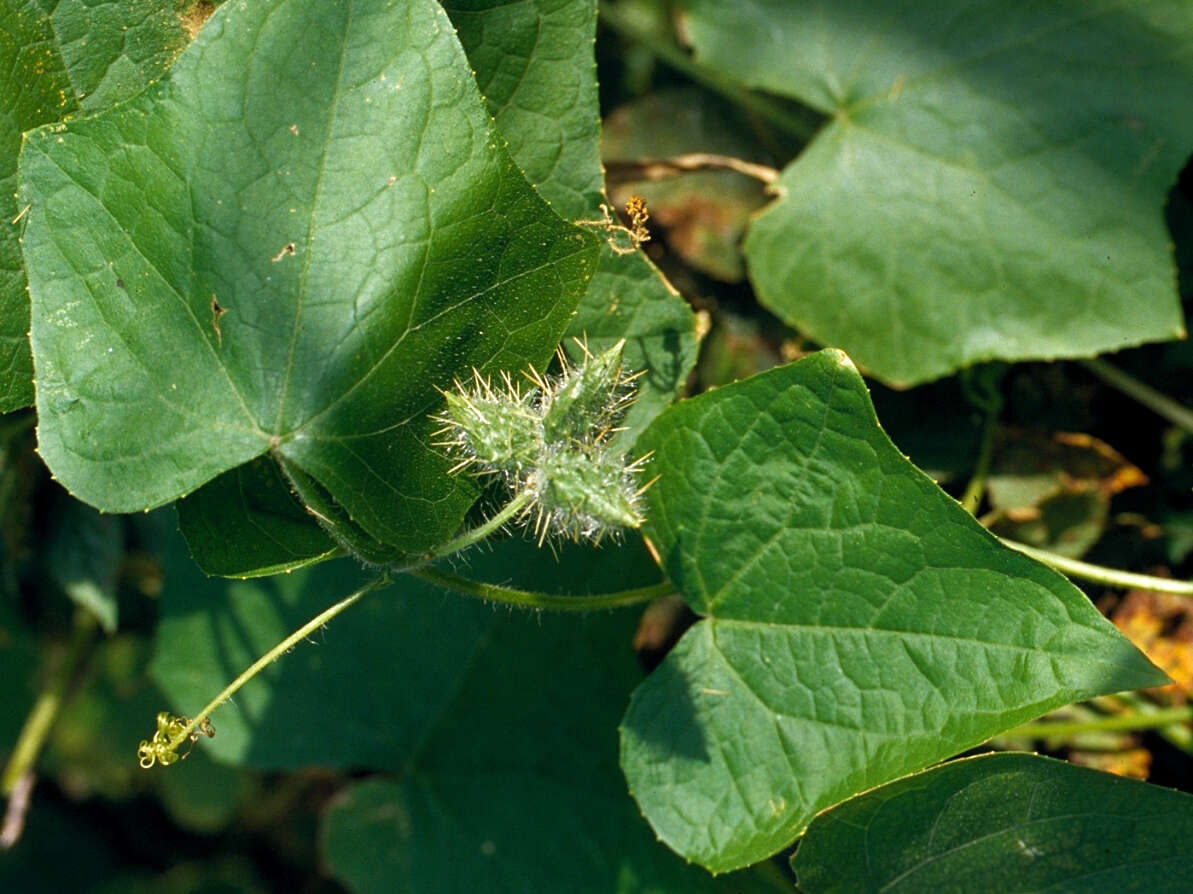 Image of oneseed bur cucumber