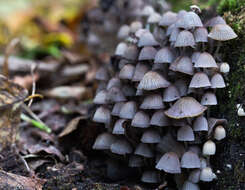 Image of Trooping Inkcaps