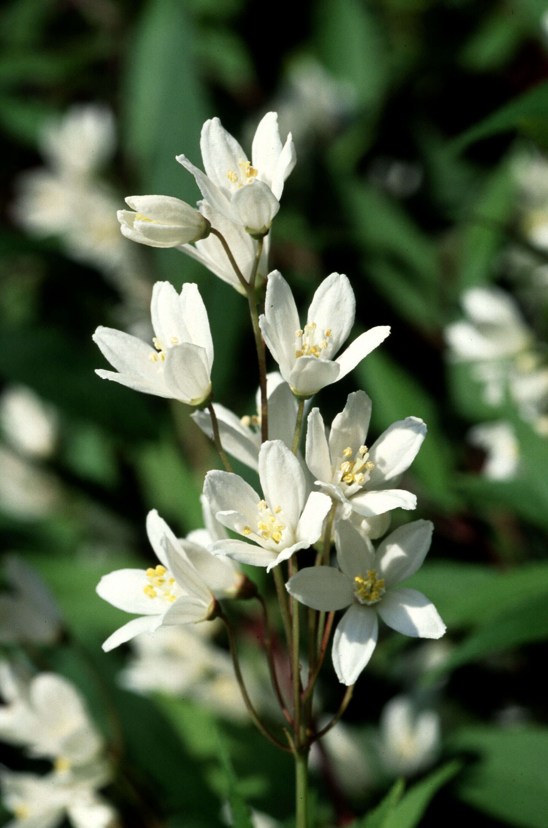 Image of slender pride of Rochester