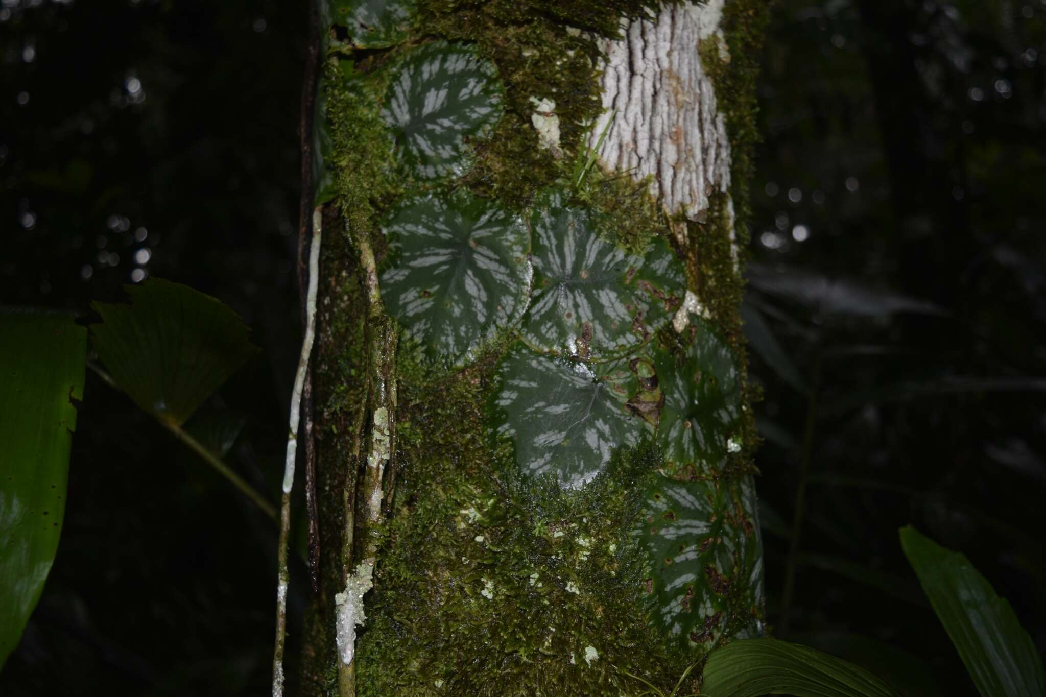 Monstera tuberculata var. brevinoda (Standl. & L. O. Williams) Madison的圖片