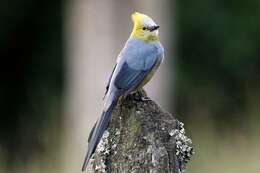 Image of Long-tailed Silky-flycatcher