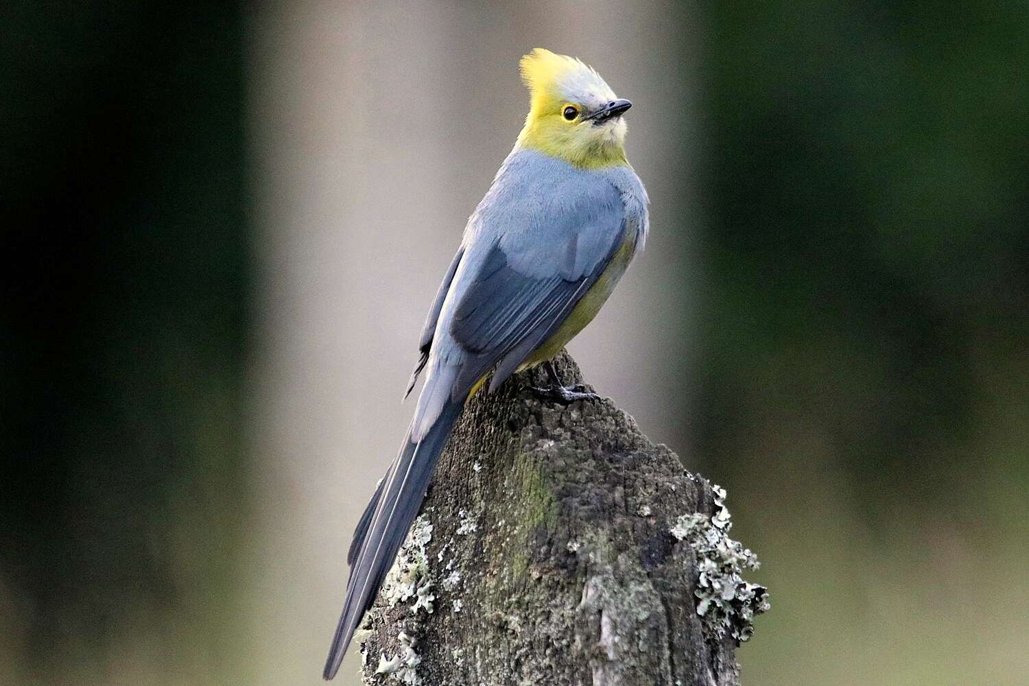 Image of Long-tailed Silky-flycatcher