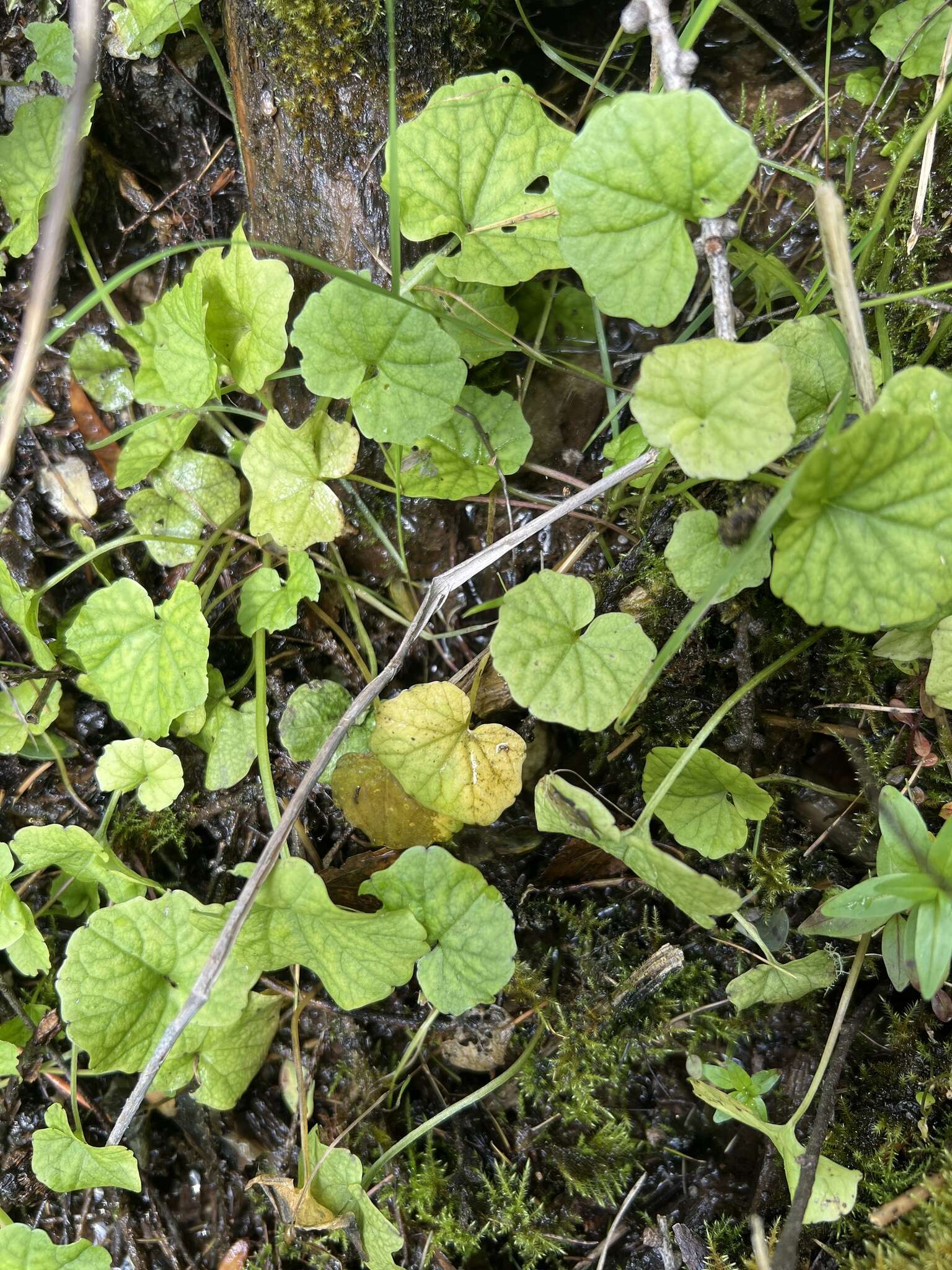 Image of Megadenia pygmaea Maxim.