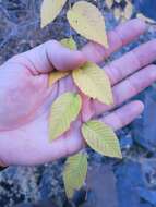 Image of Siberian Elm