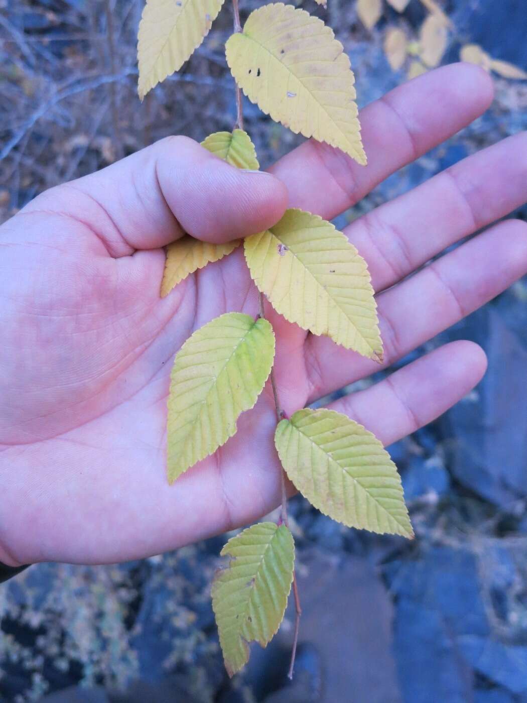 Image of Siberian Elm