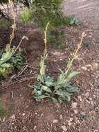 Sivun Penstemon pachyphyllus var. congestus (M. E. Jones) N. H. Holmgren kuva