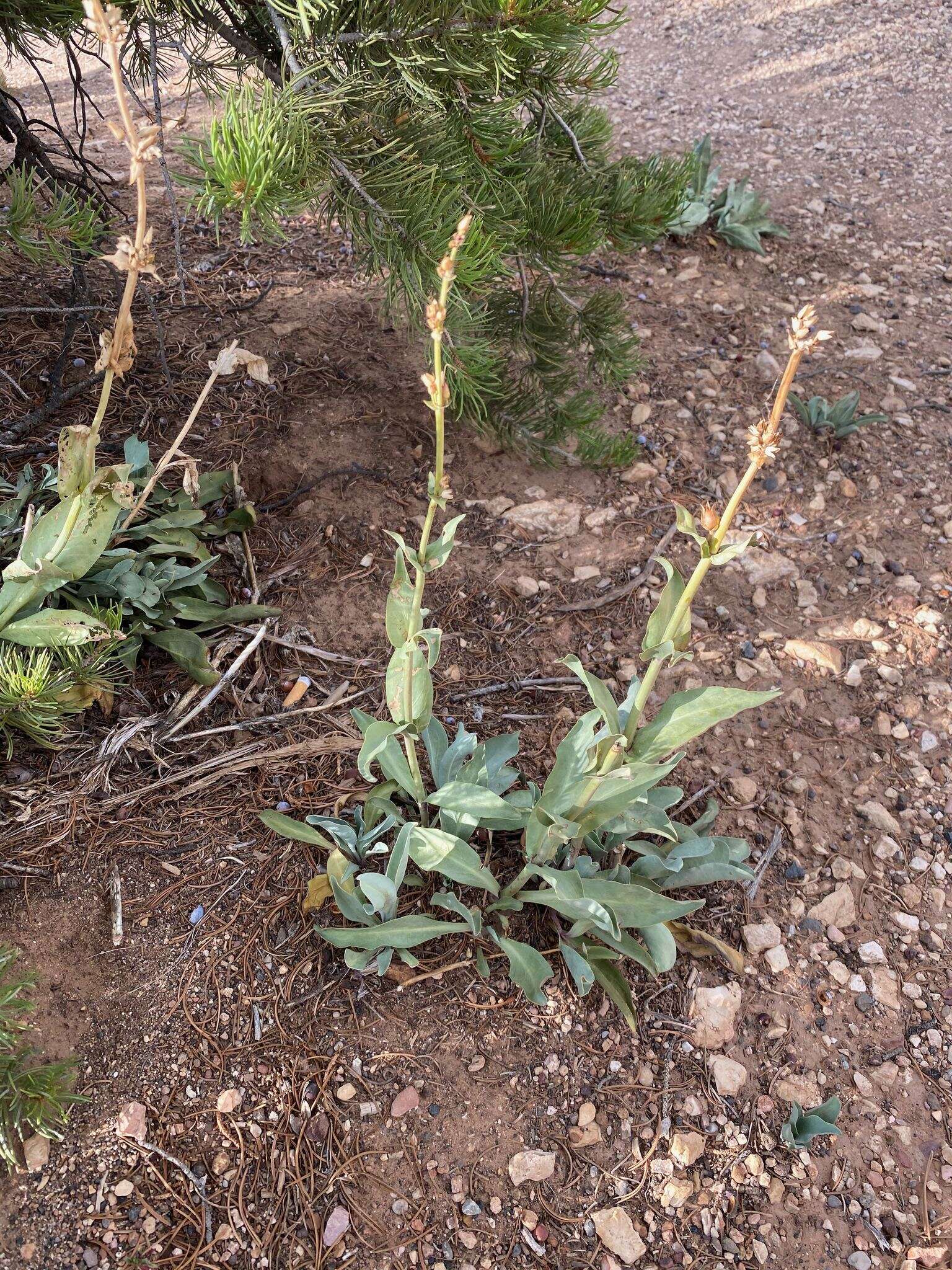 Sivun Penstemon pachyphyllus var. congestus (M. E. Jones) N. H. Holmgren kuva