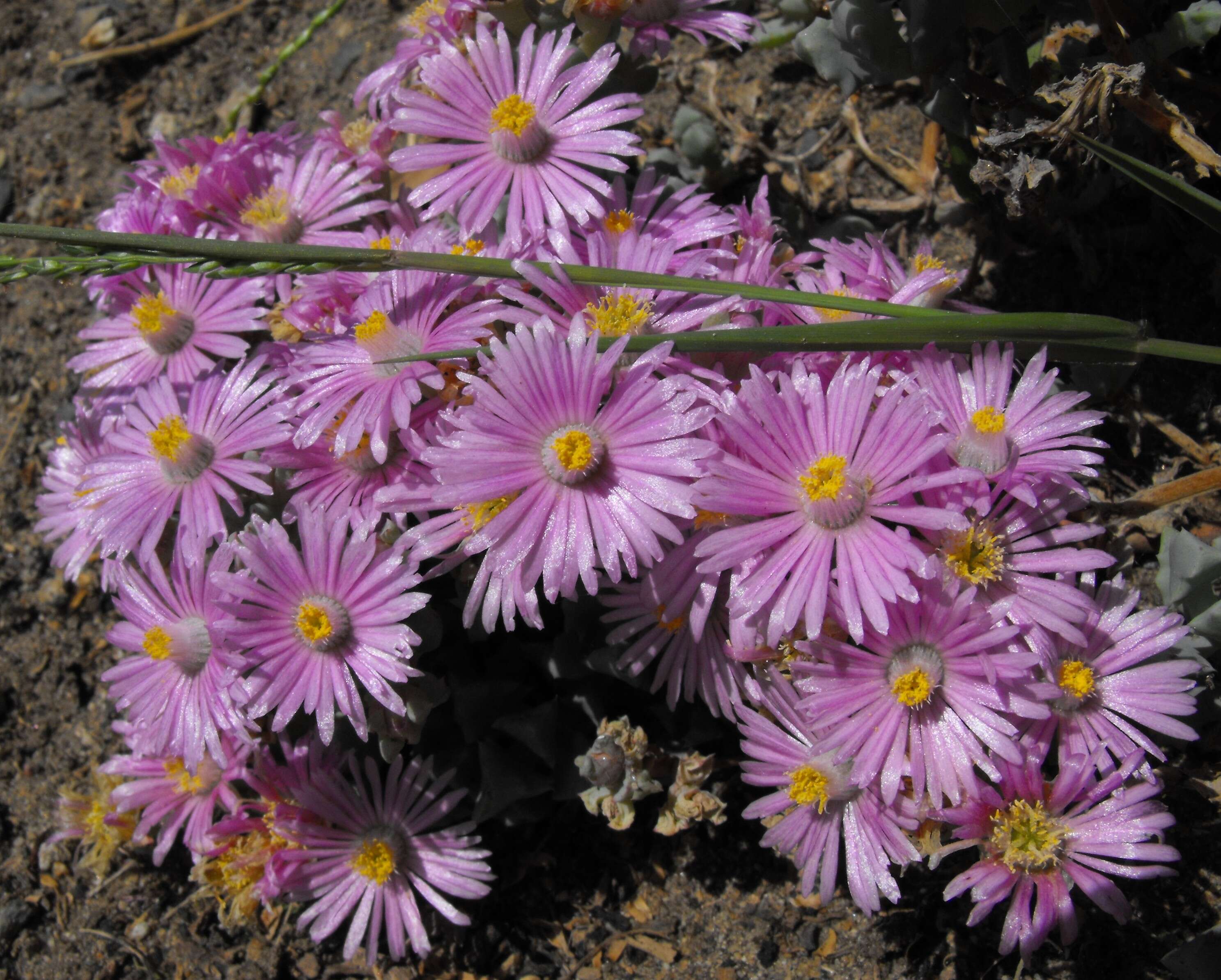 Imagem de Oscularia deltoides (L.) Schwant.