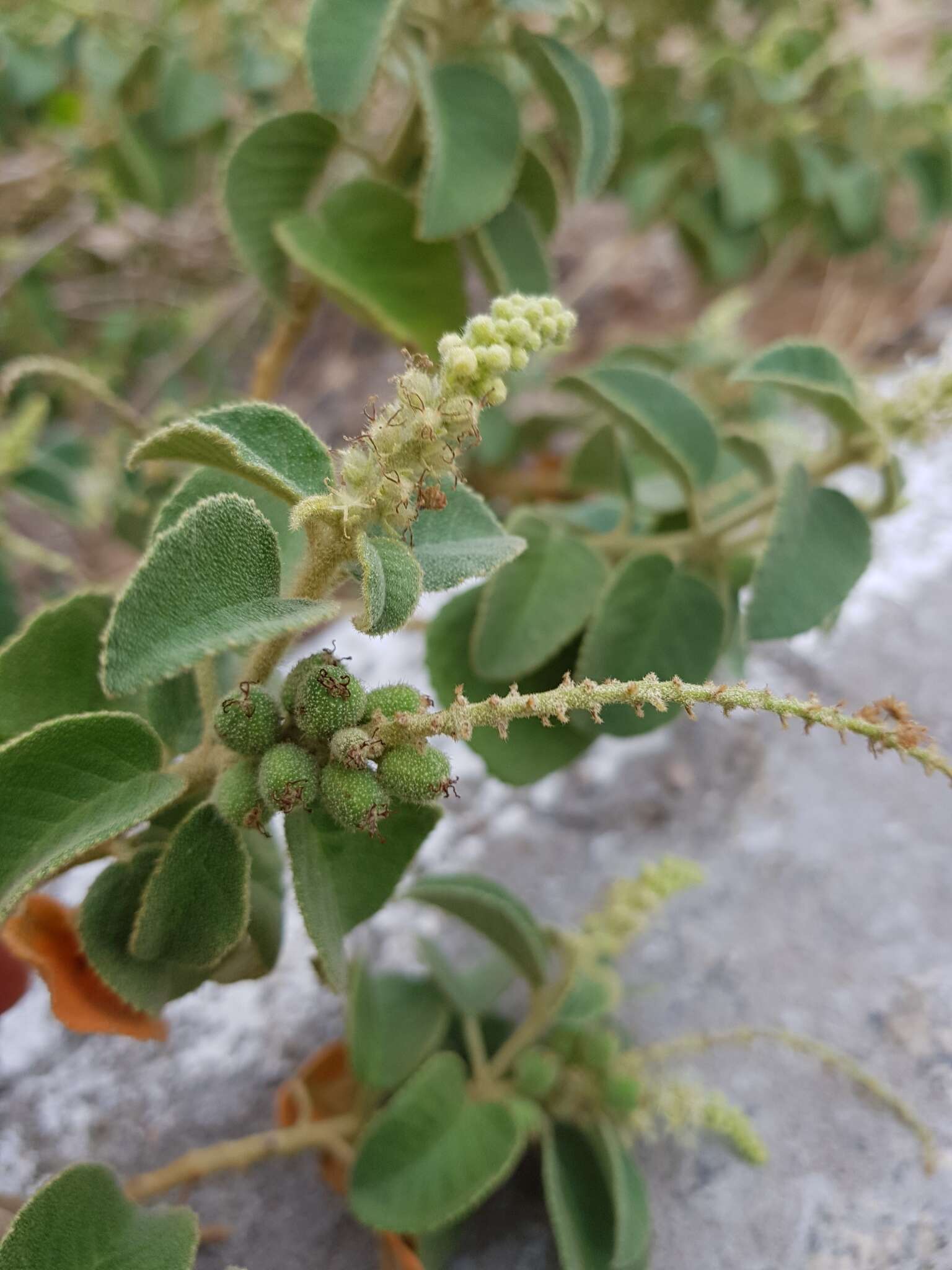 Слика од Croton heliotropiifolius Kunth