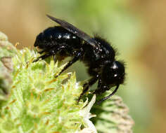 Image of Osmia montana quadriceps Cresson 1878