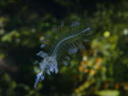 Image of Tomopteris subgen. Johnstonella