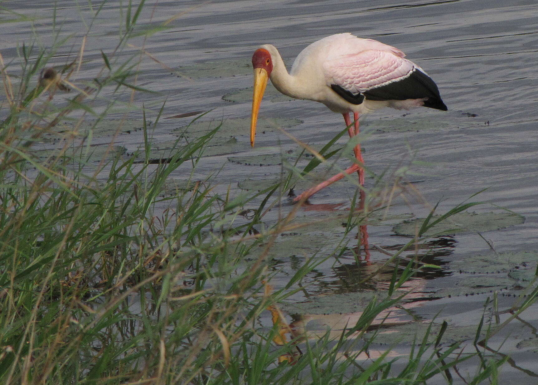 Image of Yellow-billed Stork