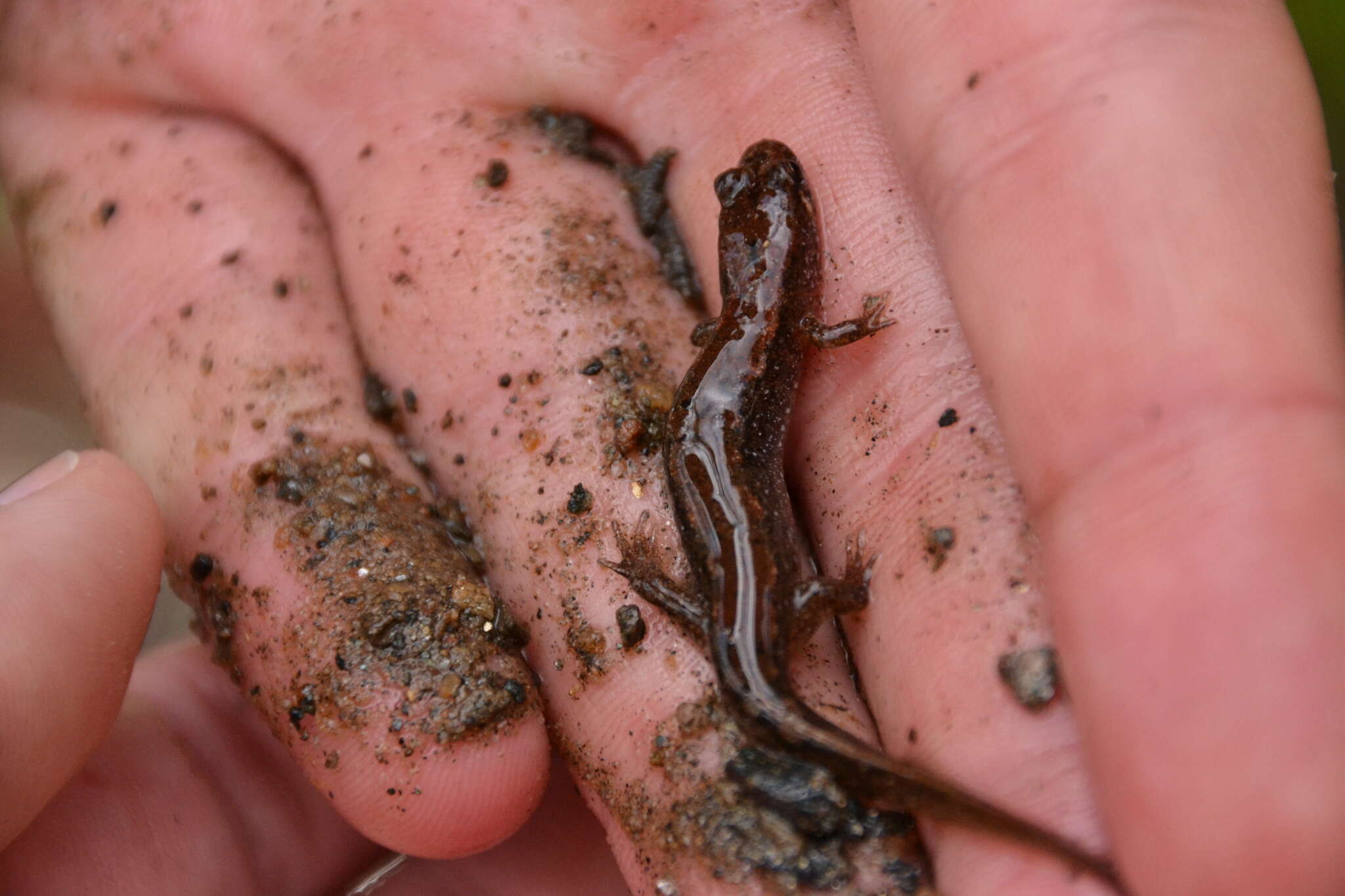 Image of Flat-headed Salamander