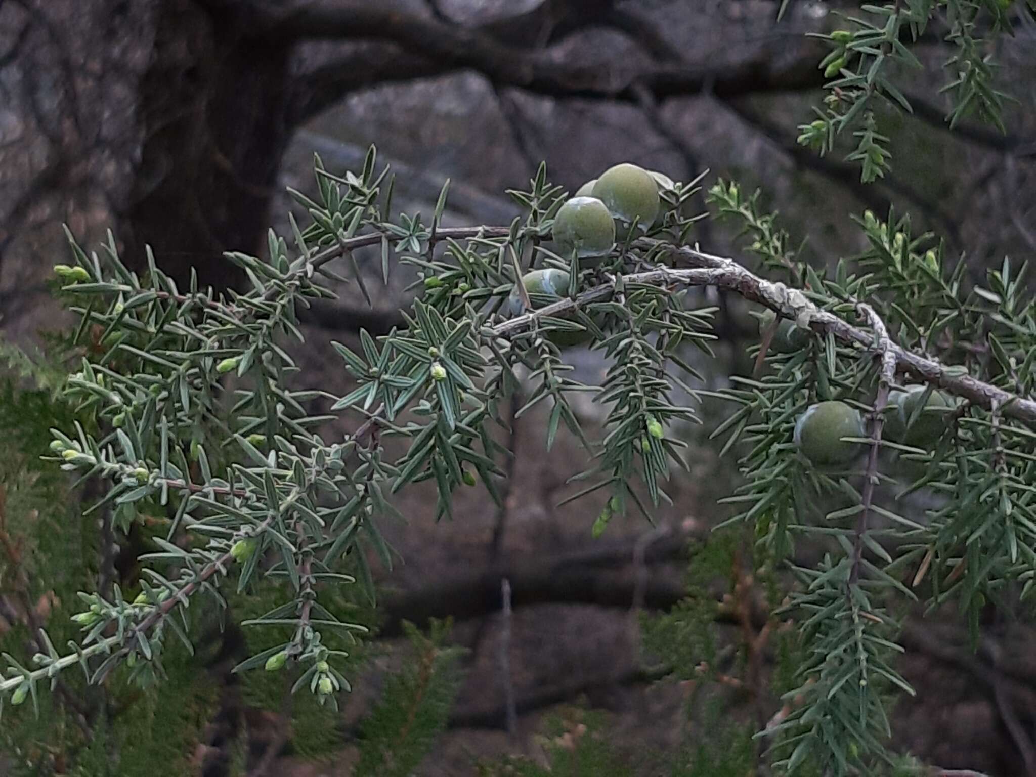 Слика од Juniperus oxycedrus subsp. oxycedrus