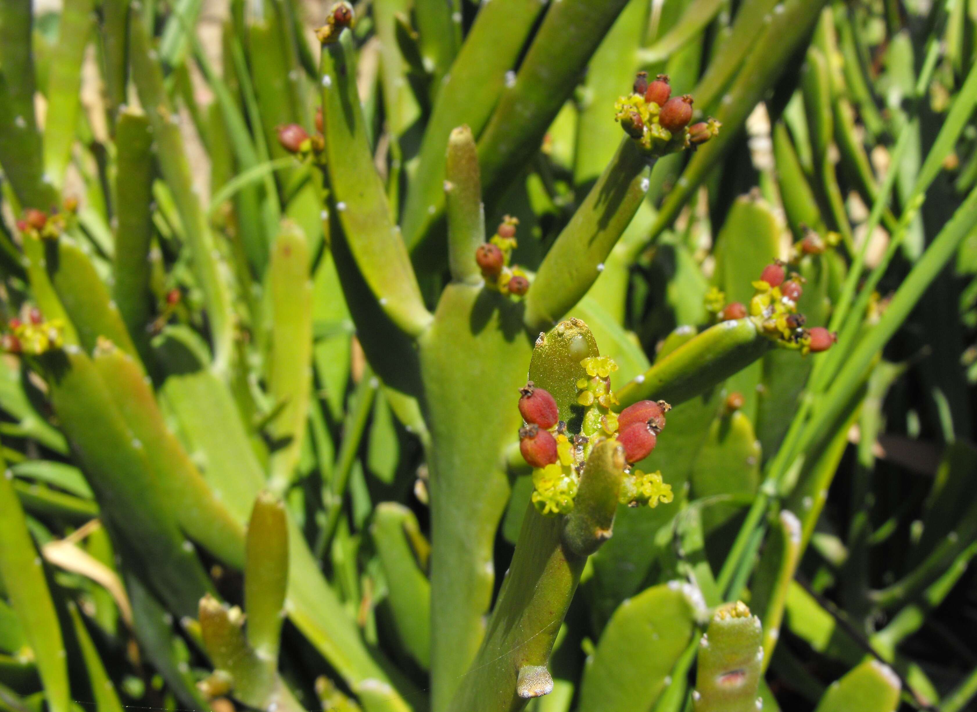 Image of Euphorbia xylophylloides Brongn. ex Lem.