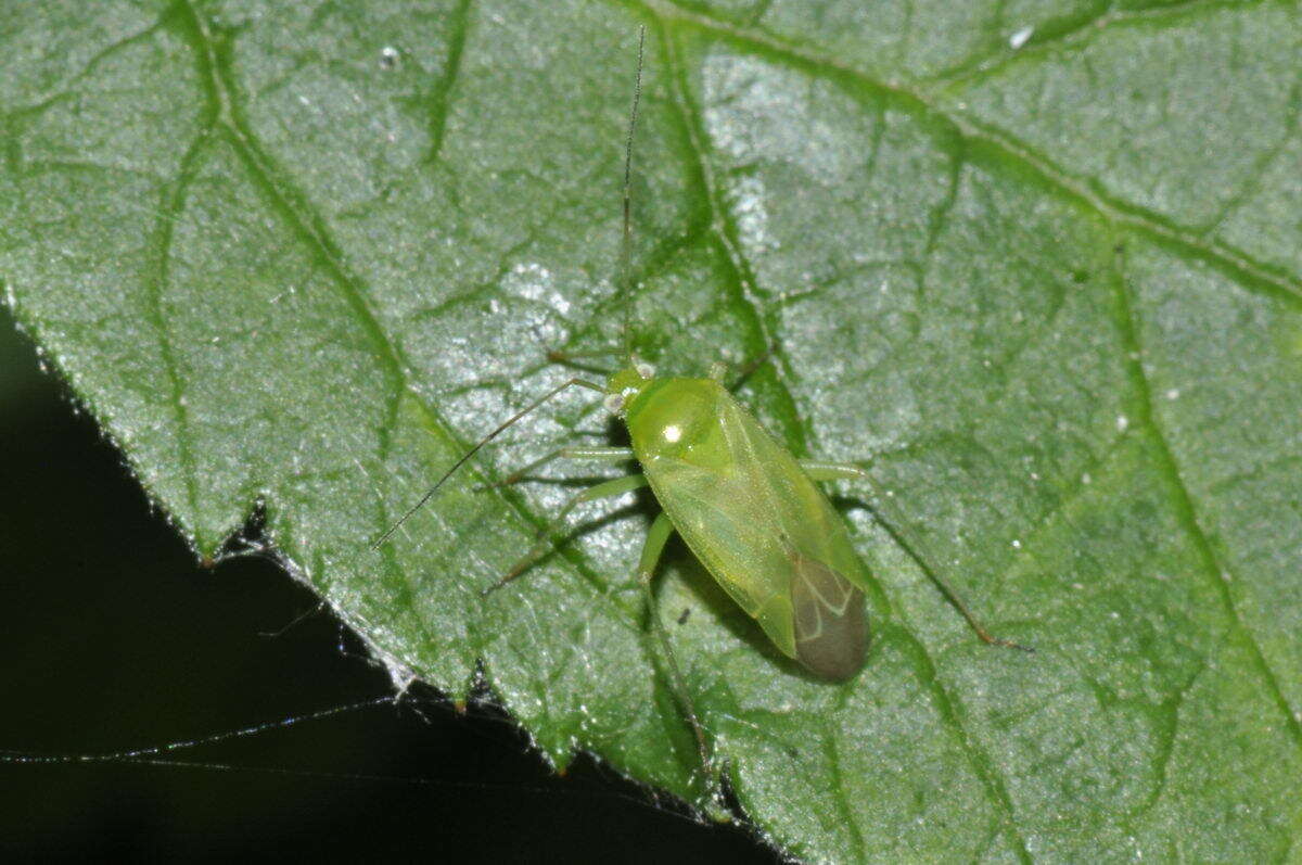 Sivun Lygocoris kuva