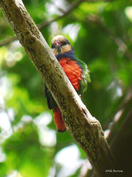 Image of Red-breasted Pygmy Parrot