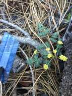 Image of cascade desertparsley