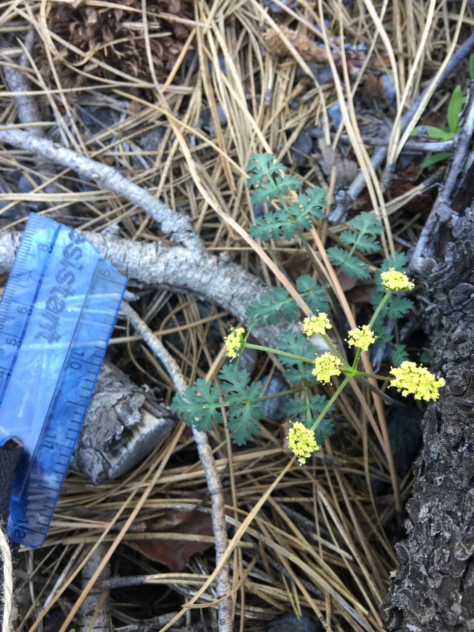 Image of cascade desertparsley