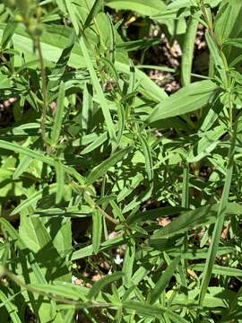 Image of Shrubby sundrops