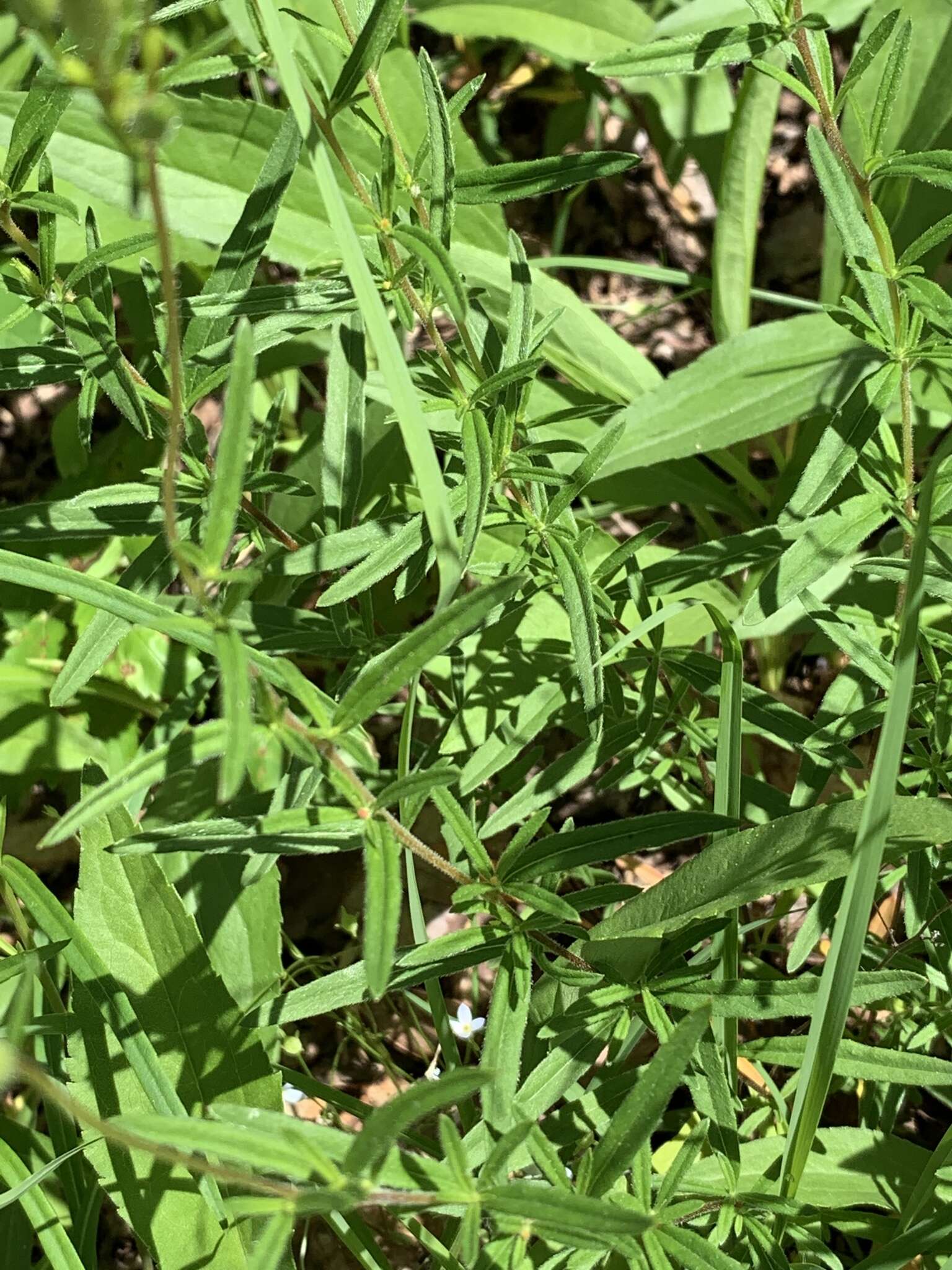 Plancia ëd Oenothera fruticosa L.