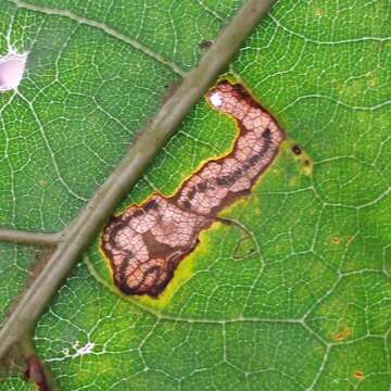 Image of Stigmella quercipulchella (Chambers ex Hayden 1882) Wilkinson et al. 1979