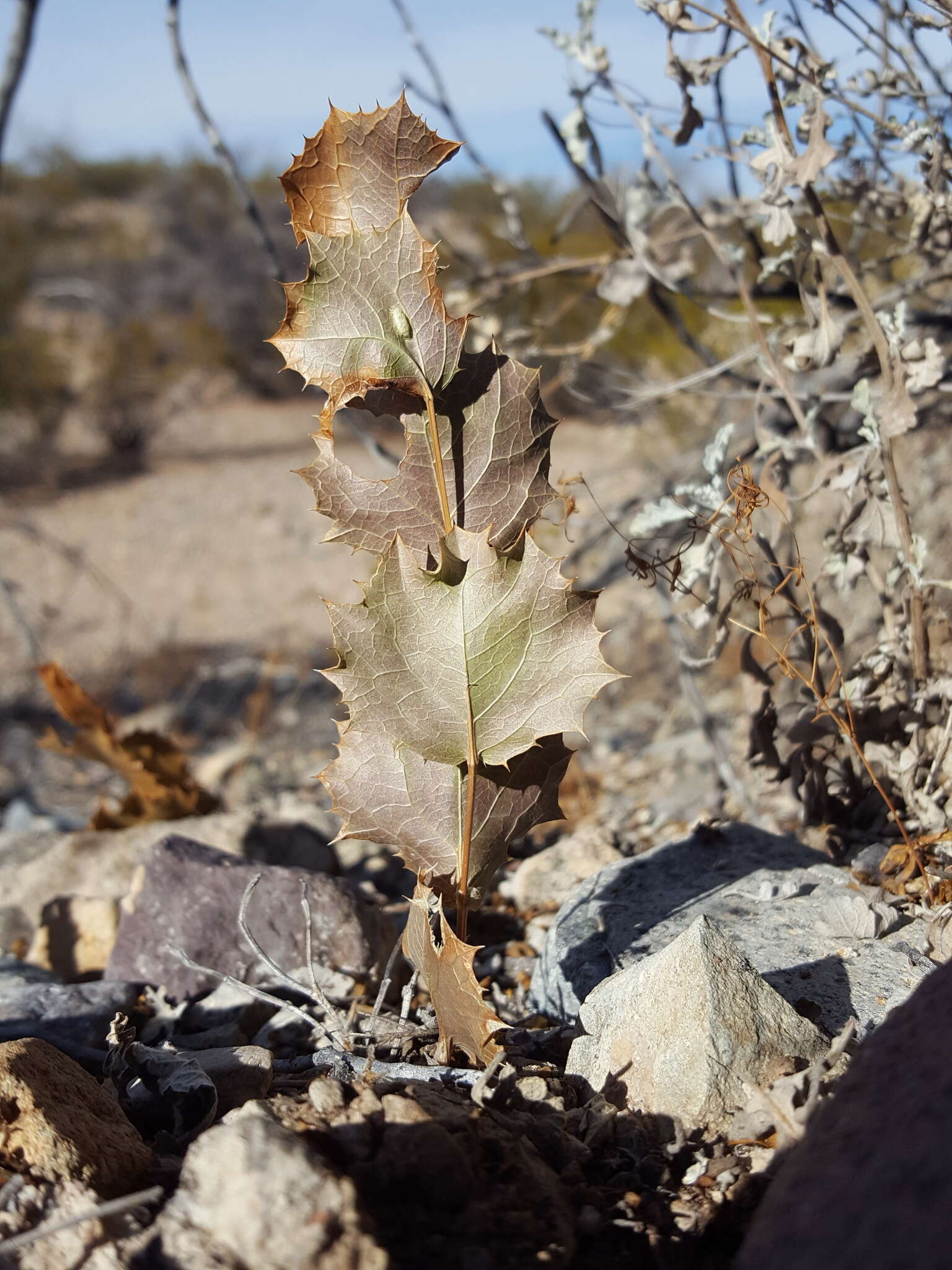 Plancia ëd Acourtia nana (A. Gray) Reveal & R. M. King