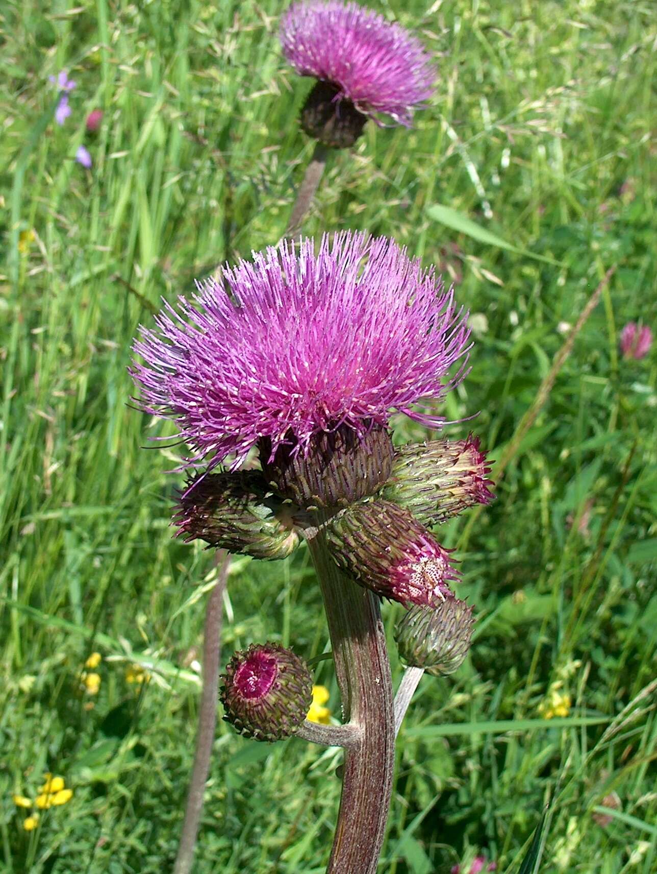 Слика од Cirsium helenioides (L.) Hill