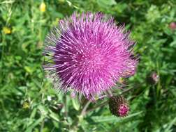 Слика од Cirsium helenioides (L.) Hill