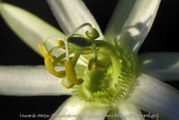 Image of Passiflora mucronata Lam.