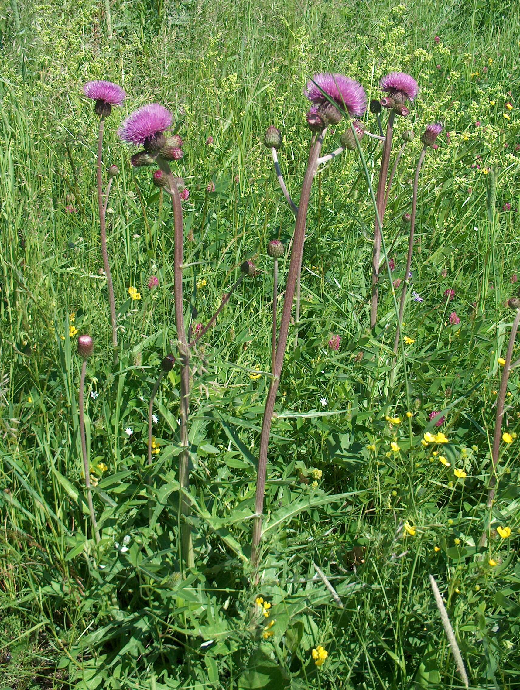 Слика од Cirsium helenioides (L.) Hill