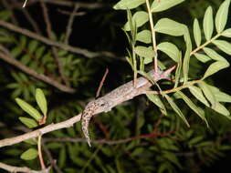 Image of European Leaf-toed Gecko