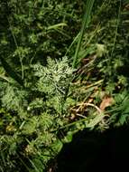 Image of Roman wormwood