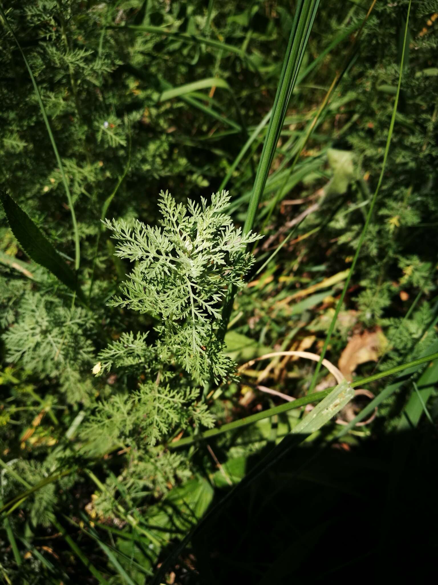 Image of Roman wormwood