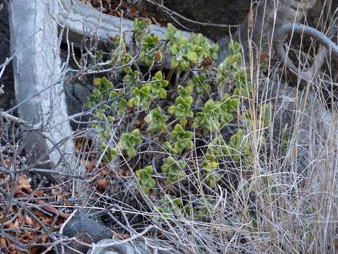 Image of Aeonium lindleyi subsp. lindleyi