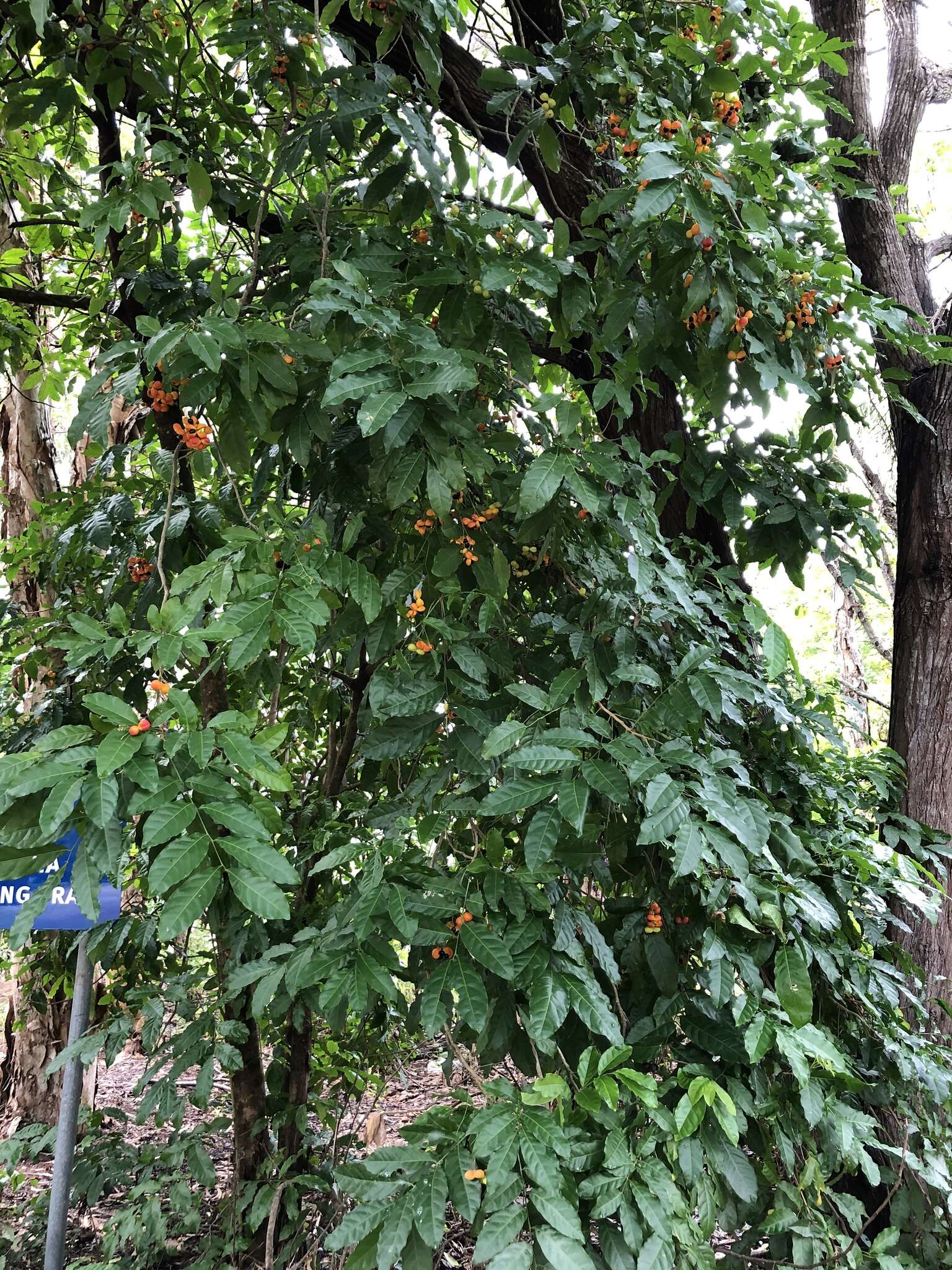 Imagem de Harpullia pendula Planch. ex F. Müll.