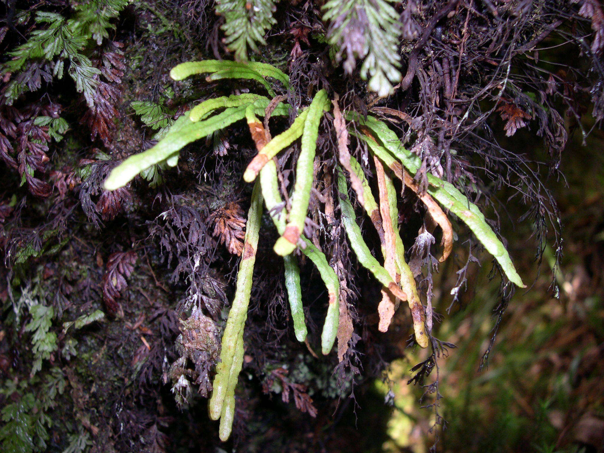 Image of Ceradenia jungermannioides (Kl.) L. E. Bishop