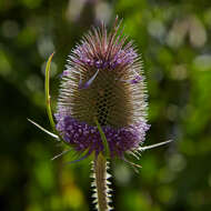 Image of Dipsacus fullonum