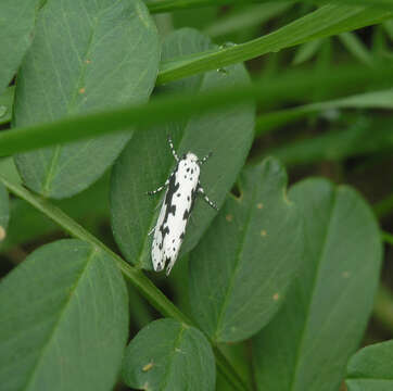 Imagem de Ethmia pusiella Roemer 1789