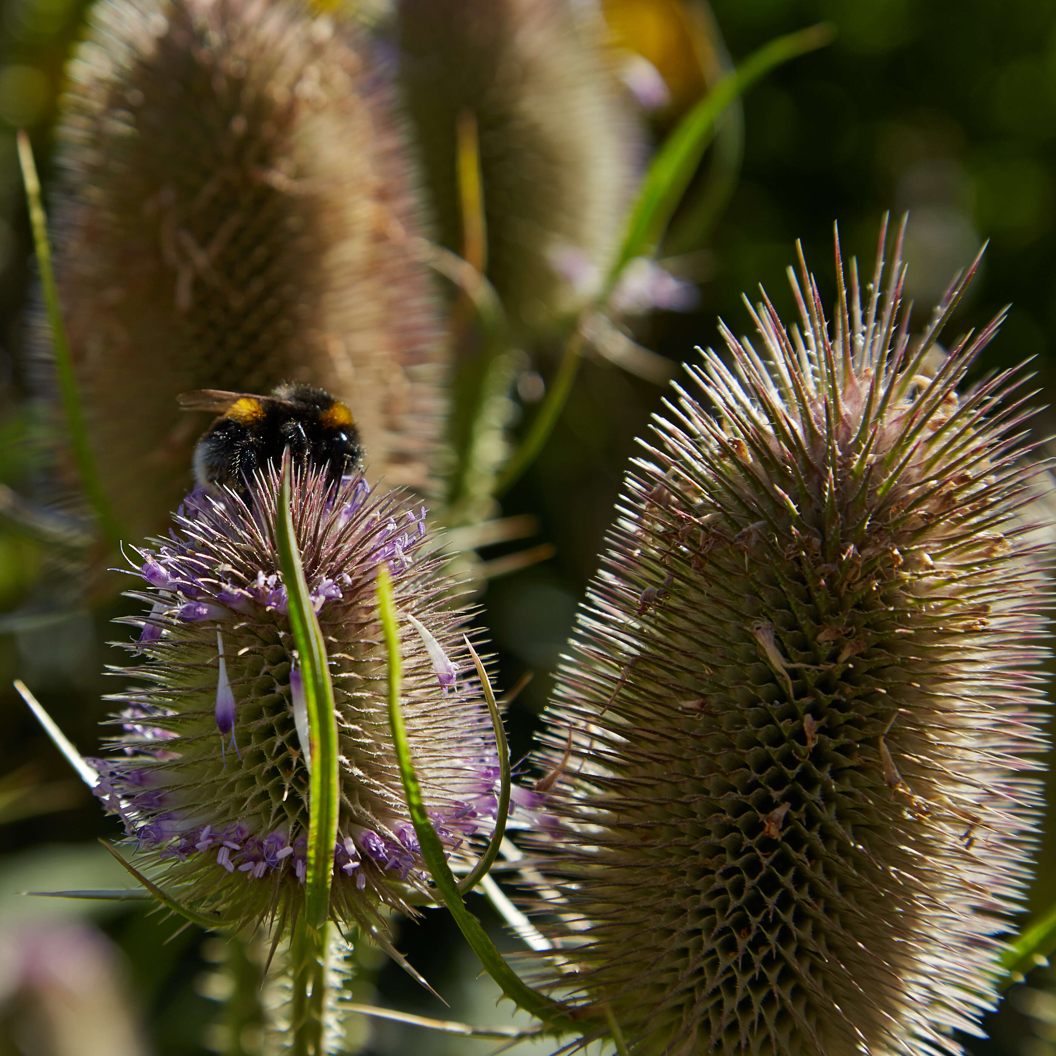 Image of Dipsacus fullonum