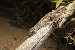 Image of Eastern Spiny-tailed Gecko