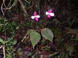 Image of Begonia betsimisaraka Humbert