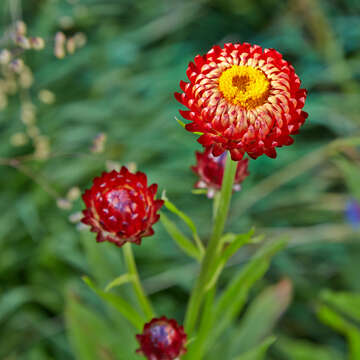 Plancia ëd Xerochrysum bracteatum (Vent.) N. N. Tzvel.