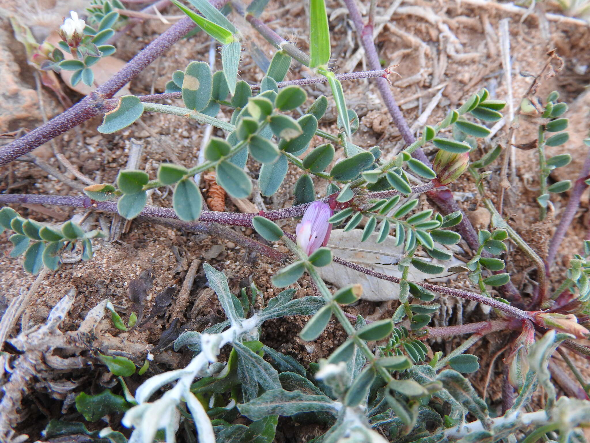 Image of <i>Sulla spinosissima</i>