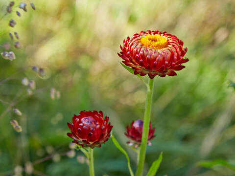 Image of bracted strawflower