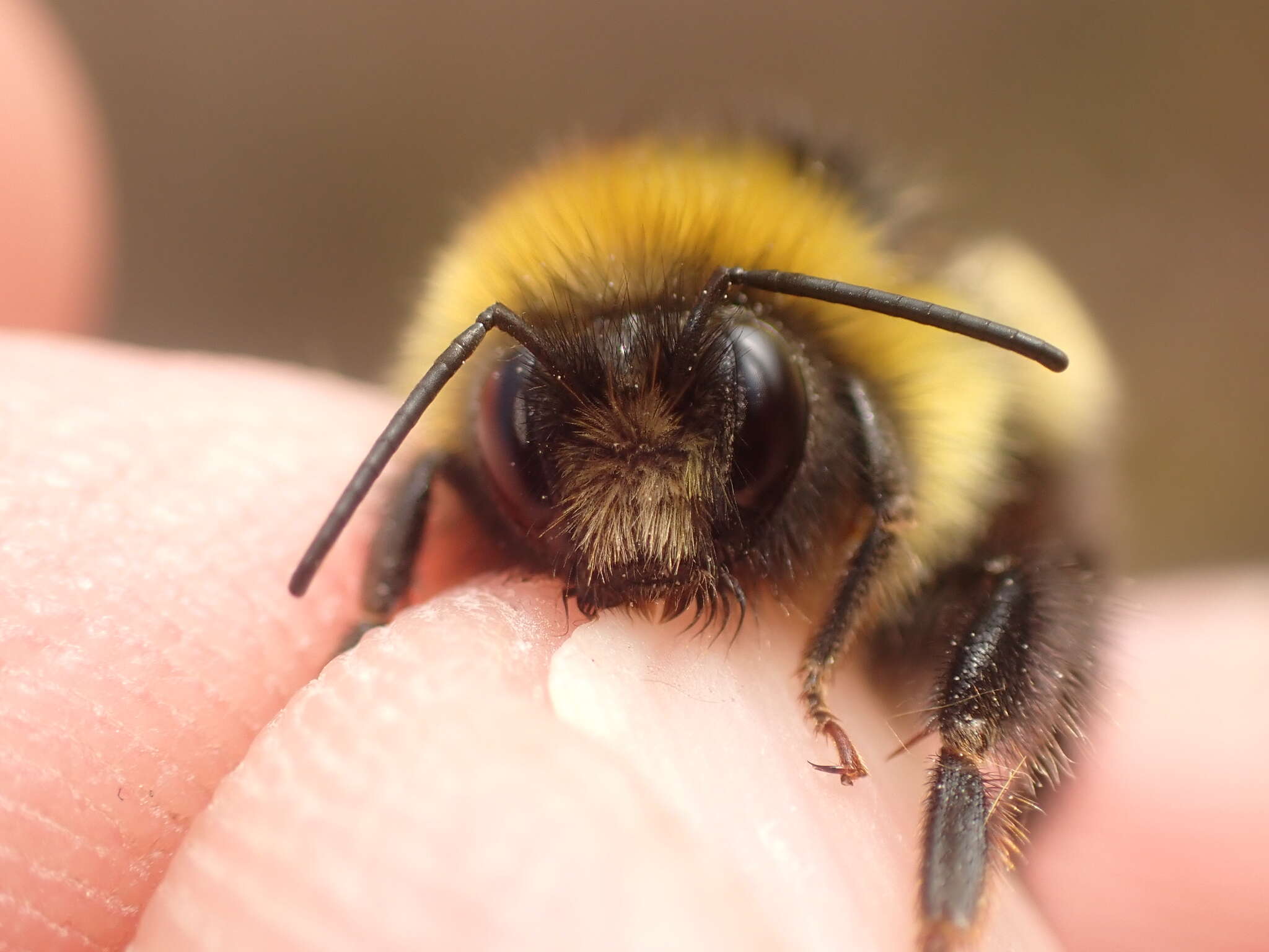 Image of Bombus magnus Vogt 1911