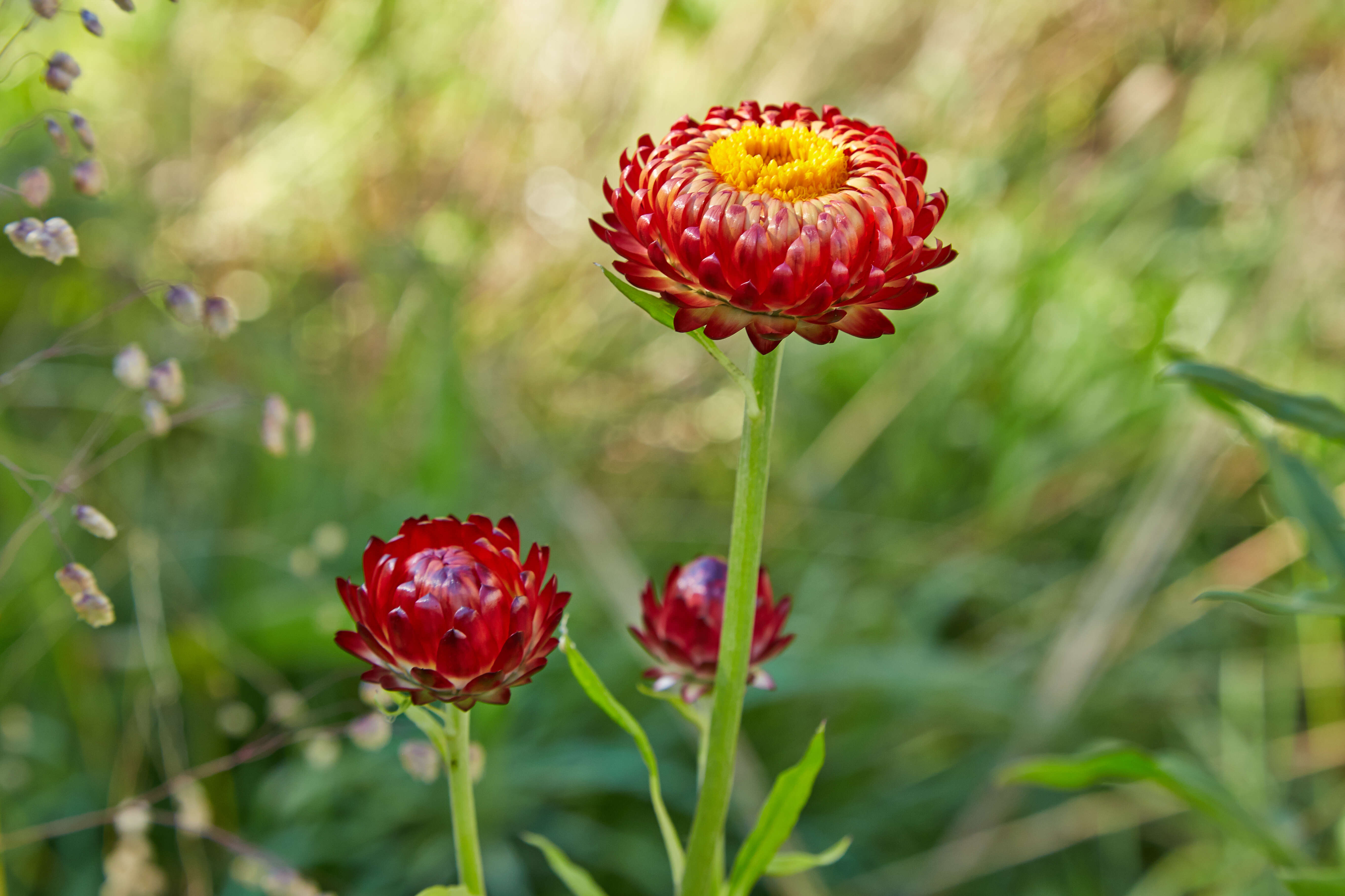 Plancia ëd Xerochrysum bracteatum (Vent.) N. N. Tzvel.