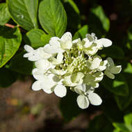 Image of panicled hydrangea