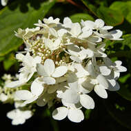 Image of panicled hydrangea